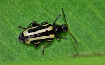 Flea Beetles: Why Do They Seem Worse?