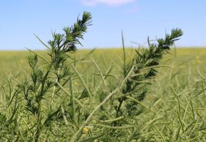 Test Kochia Escapes For Glyphosate Resistance