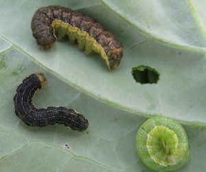 Insect Update: Bertha Armyworms And More