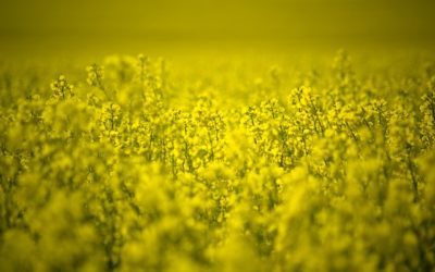 Frost Hits Canola. What Do You Do?