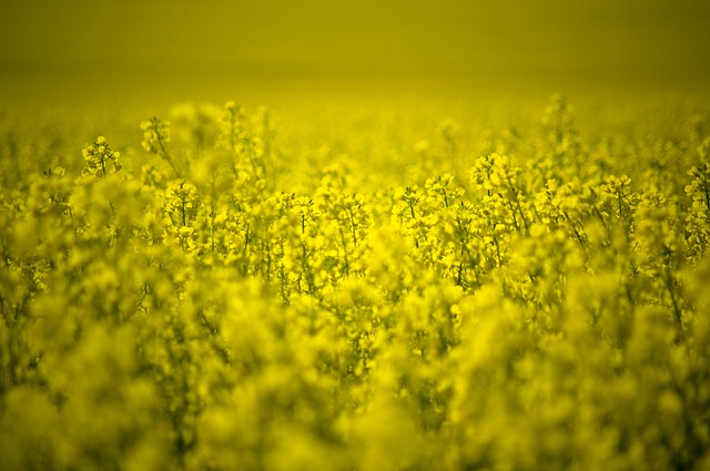 Canola