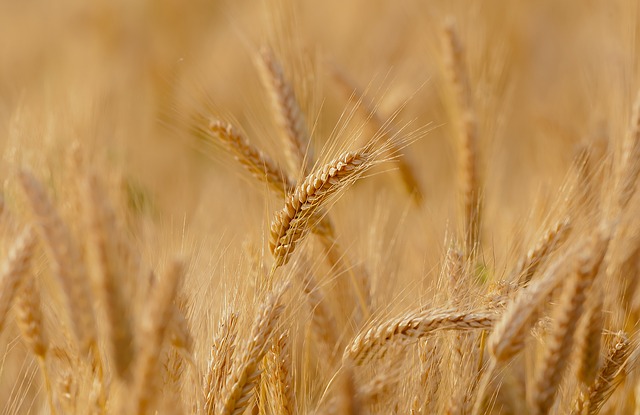 Wheat heads
