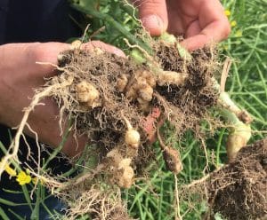 New Clubroot Areas – Scout Your CR Canola