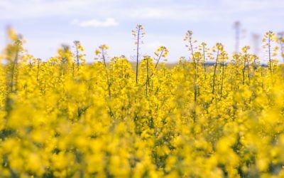 Cargill’s Jennifer Marchand Elected Chair of Canola Council of Canada