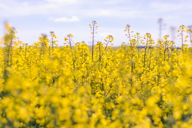 Flowering canola in a field