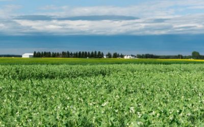 The Rise of Pulses