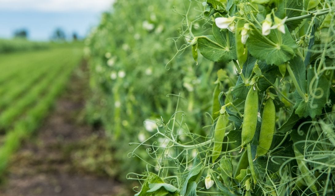 Peas