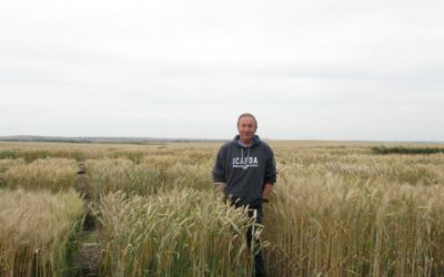 Triticale Is Holding Its Own Thanks To Alberta Agriculture And Forestry Plant Breeder, Mazen Aljarrah