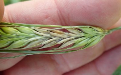 Moving Forward with Fusarium Regulations Eased