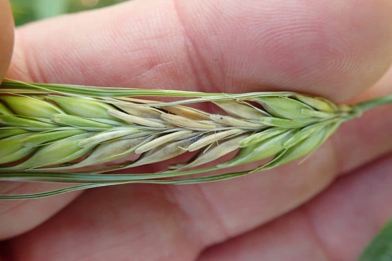Fusarium barley