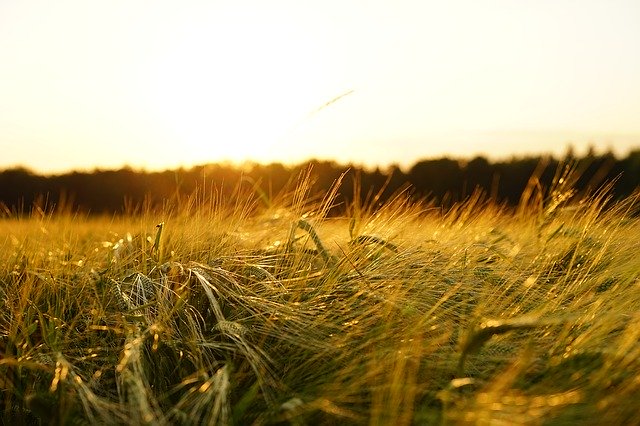 Barley field at dusk