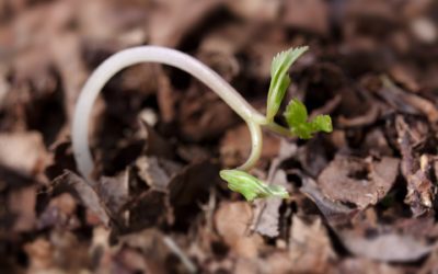 Rain Helps and Hinders Alberta Farmers