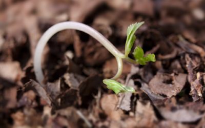 Rain Helps and Hinders Alberta Farmers