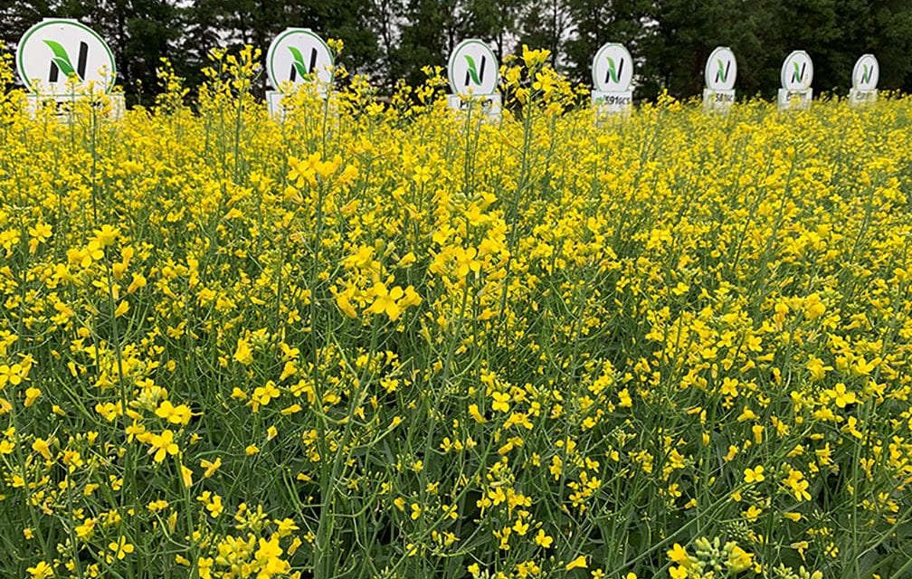 Proven Seed canola hybrid plots