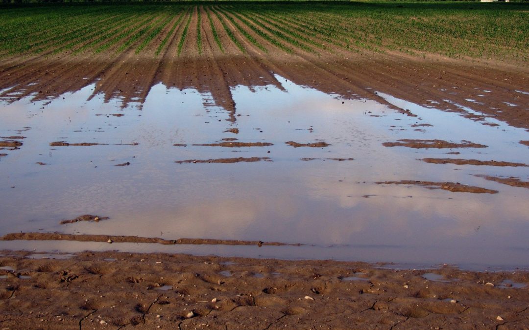 Storms Cause Excessive Moisture in Alberta Fields