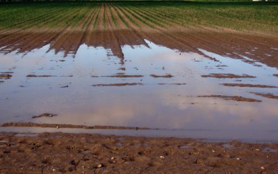 Storms Cause Excessive Moisture in Alberta Fields