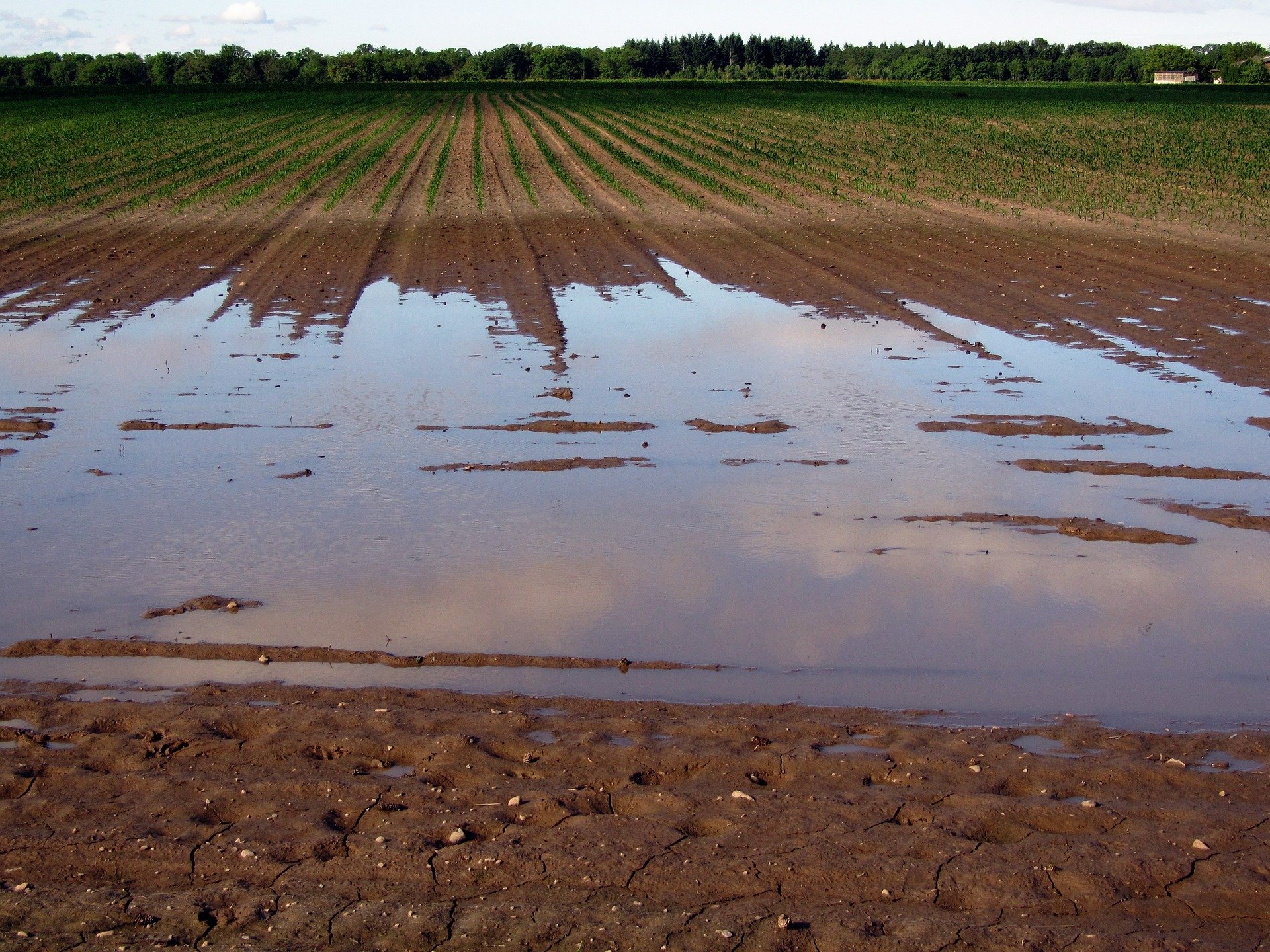Crop Conditions Deteriorating in Soggy Northern Alberta - The Alberta ...