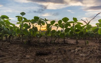 Majority of Crops Emerged Across Alberta