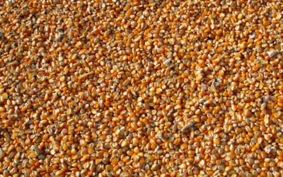 Seed Industry Works to Break Down “Silos” in Final Hours of Seeds Canada Voting