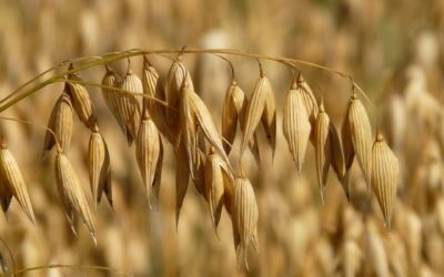 Alberta Farmers Actually Planted Less Oats