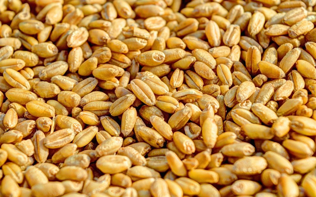 Seed Regulatory Modernization: Are we Not Thinking Big Enough?