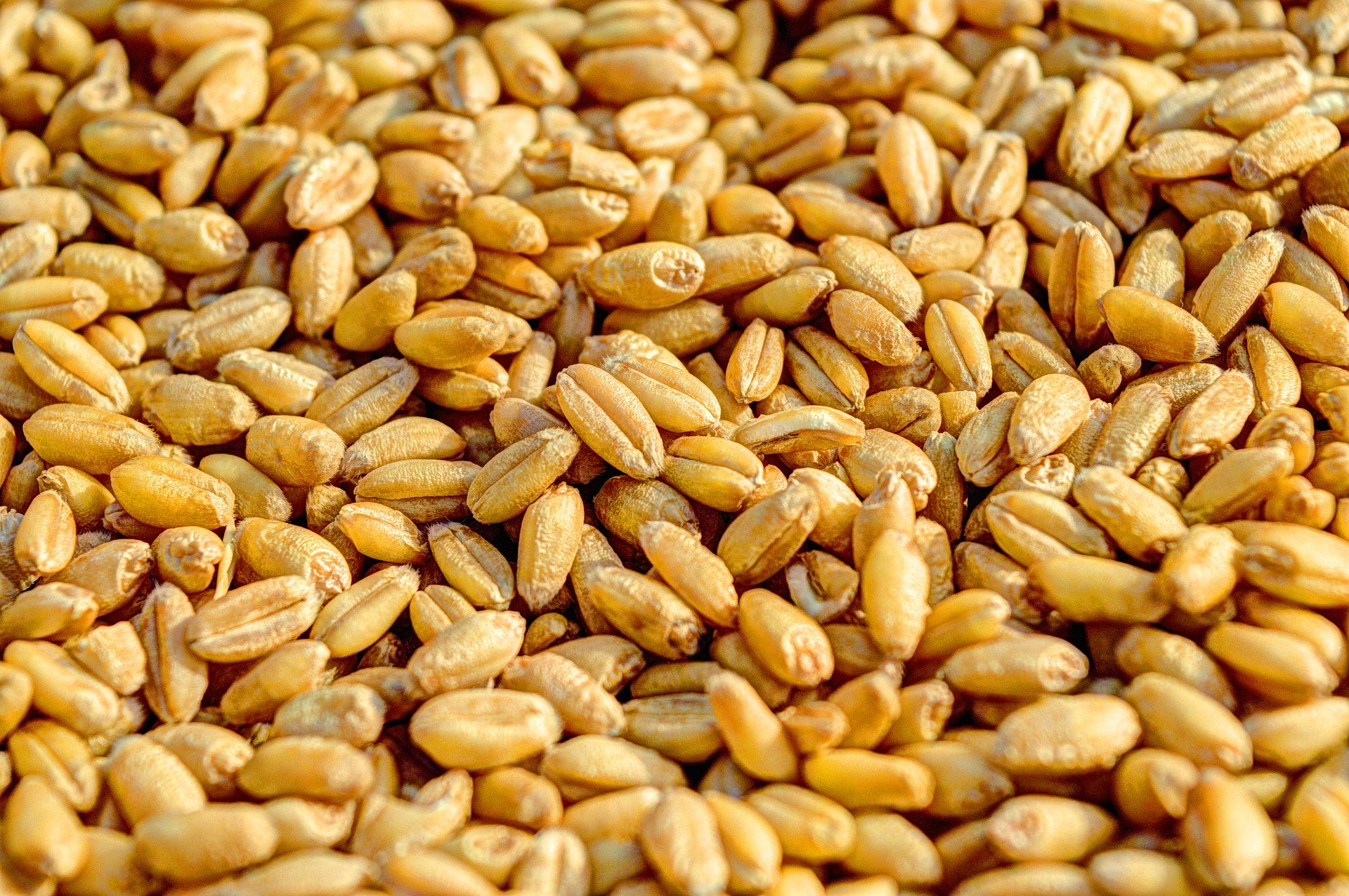 Wheat seed