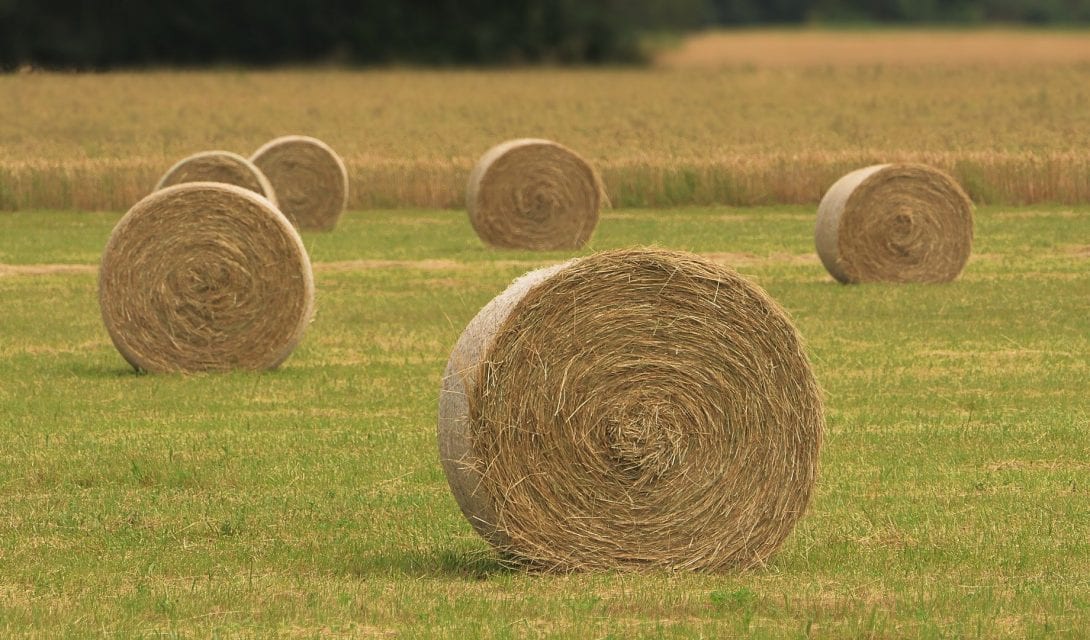 Hay field