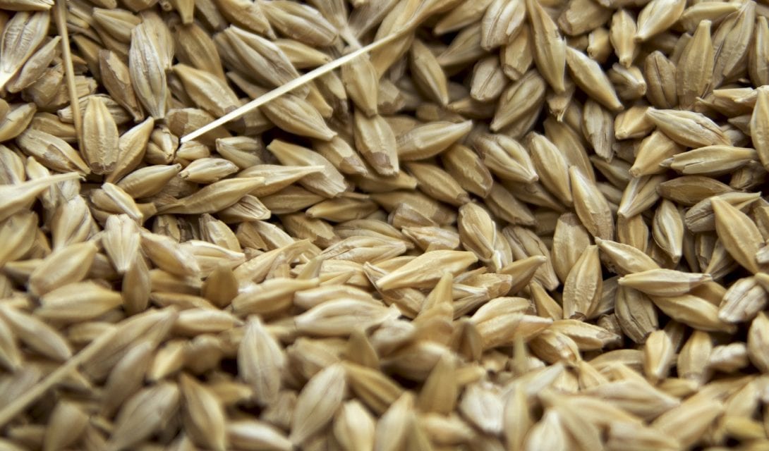 Wheat seeds