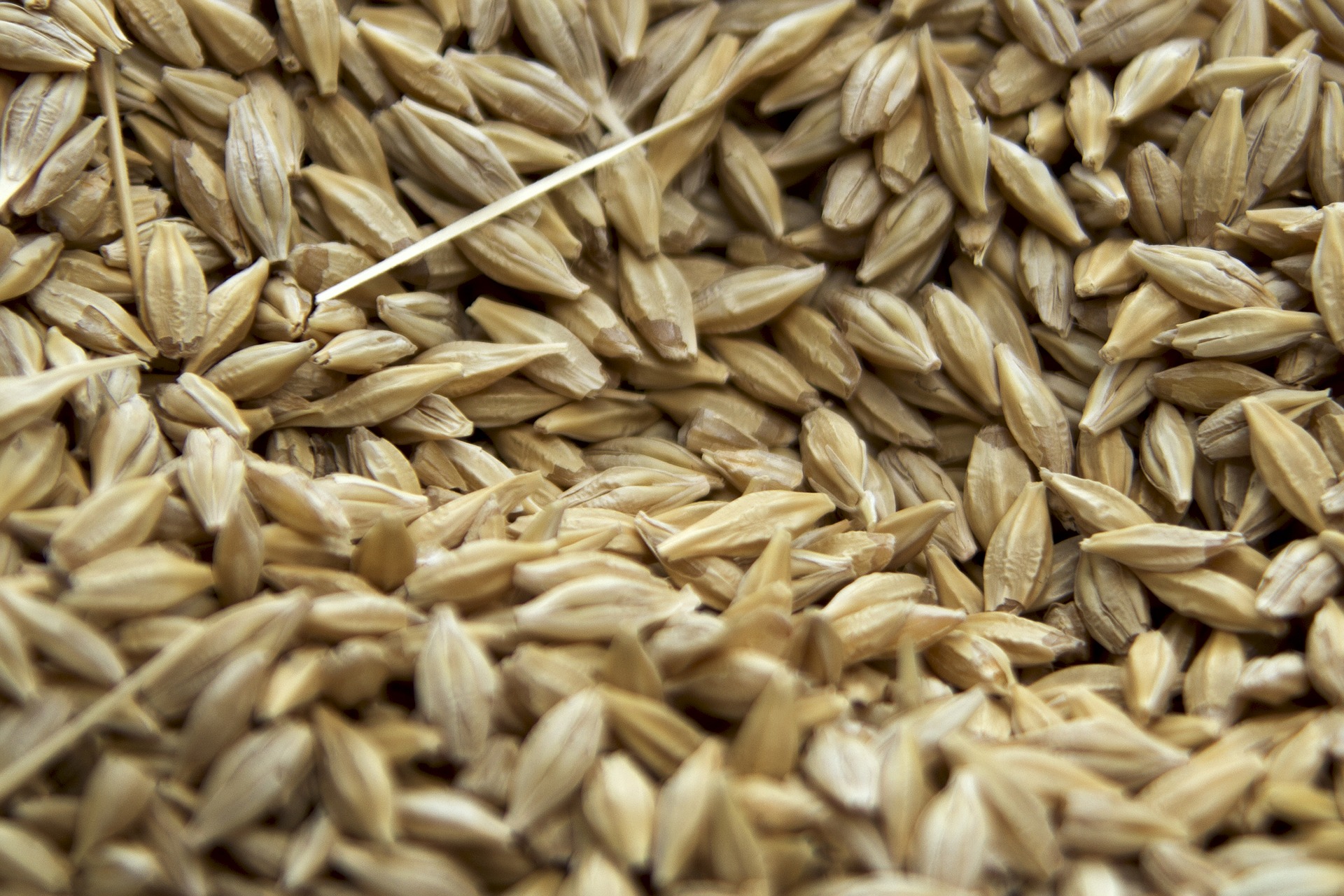 Wheat seeds