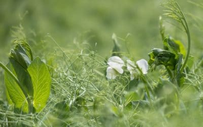 Future of Plant Protein Processing Bright for Alberta