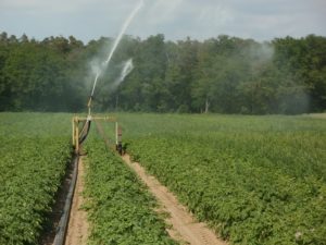 Potato field irrigation