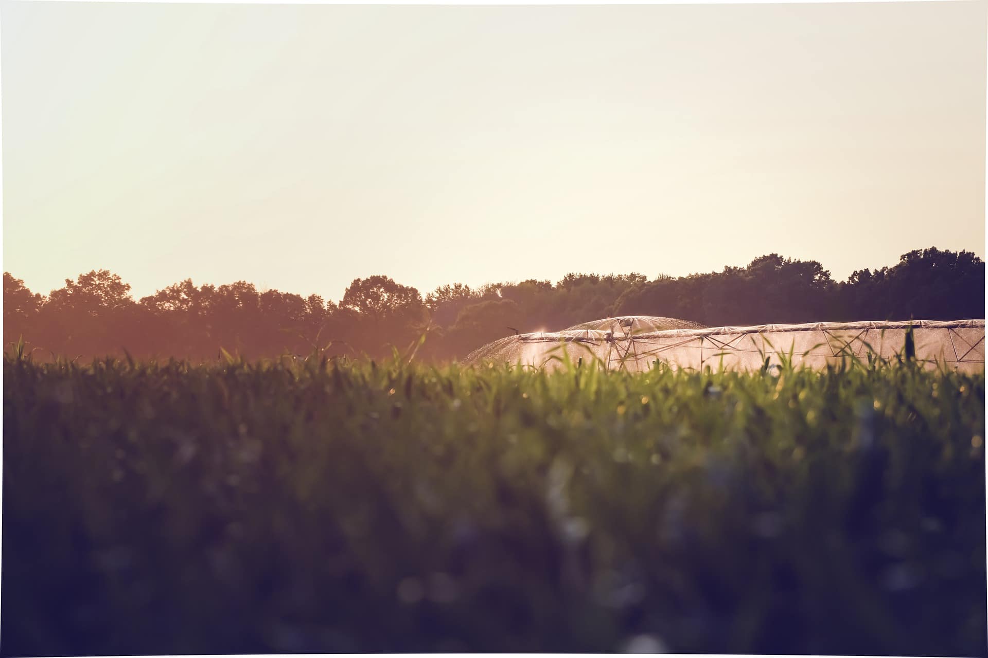 Irrigation at dusk