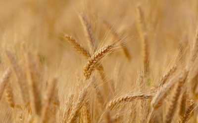 Canadian Team Nabs Borlaug Stewardship Award for Innovation in Wheat Rust Research