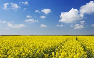 Alberta Farmers to Plant More Canola, Lentils