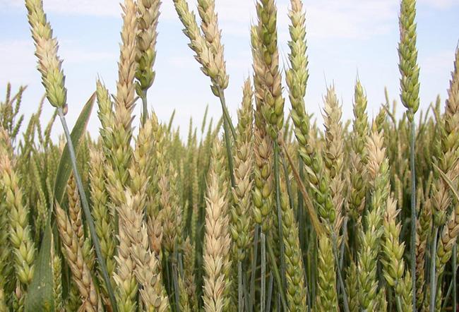 Fusarium head blight on wheat