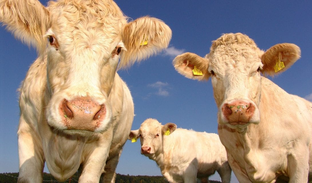 Cows