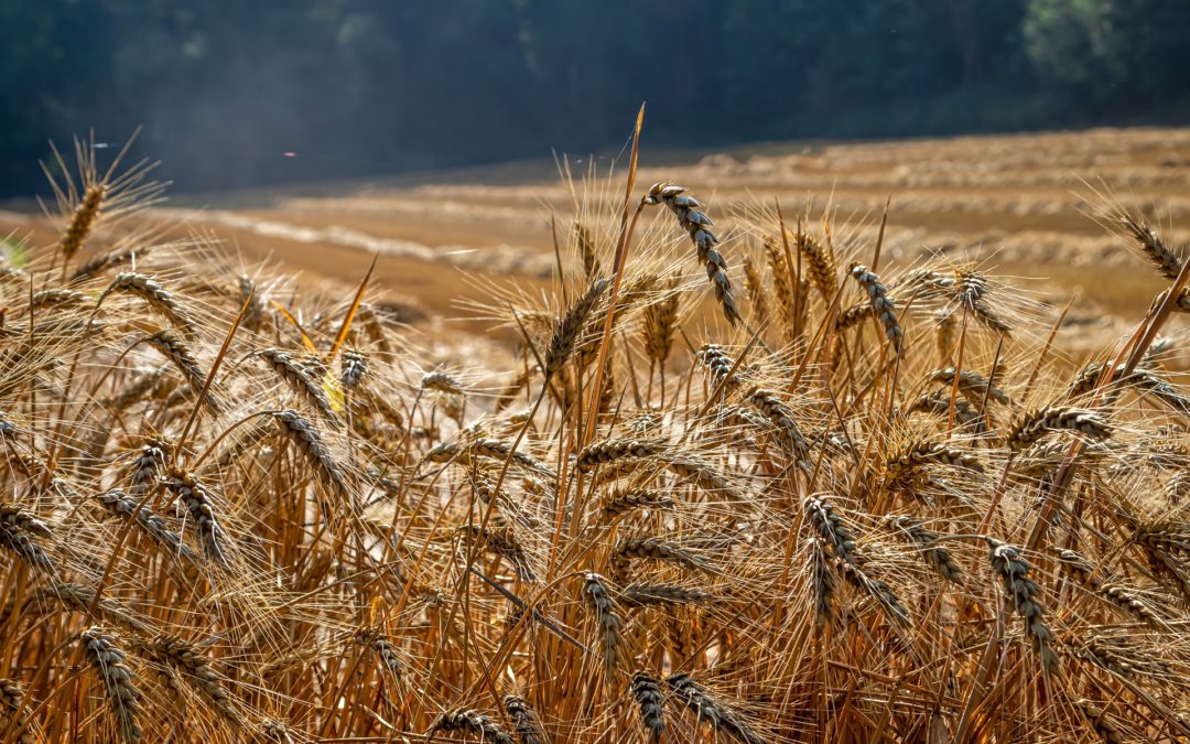 2022 Canadian Wheat Crop Rated as Excellent