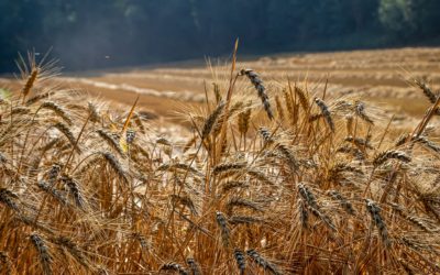 Alberta Harvest Nearing Finish Line