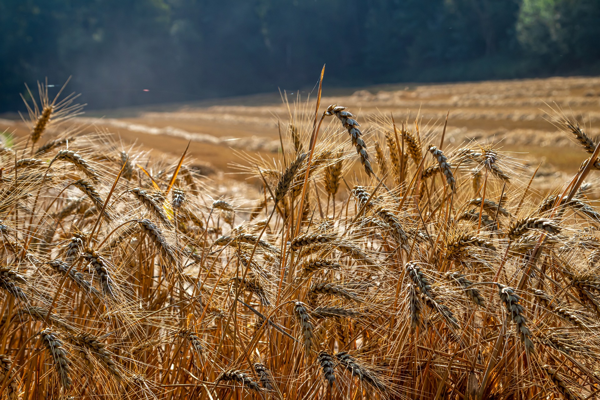 Wheat harvest