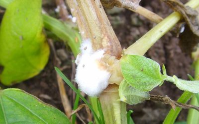 New Technology Makes All the Difference Against Sclerotinia