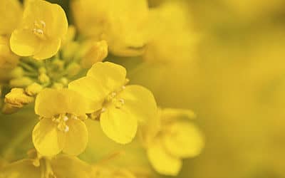 Canola Growers Celebrate Passage of Repair and Interoperability Bills