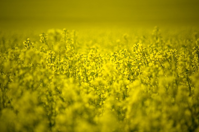 BASF Receives Approval for Canola Seed Treatment