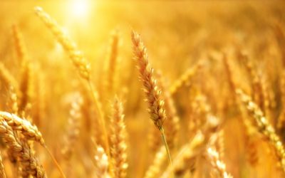 Grain Act Modernization Begins