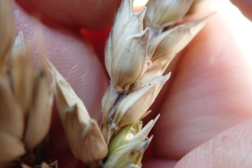 Fusarium head blight in wheat