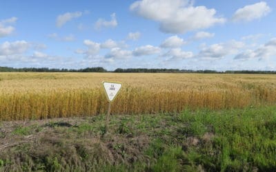 CWRC Gives $2 Million for U of A Wheat Breeding Program