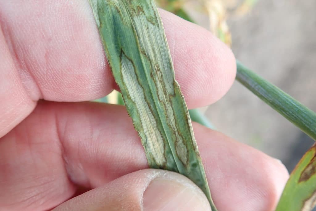 scald in barley