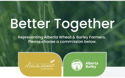 Consultations Start for Potential Alberta Wheat and Barley Merger