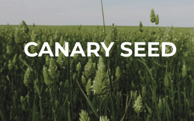 Canary Seed is Gaining the Attention of Unscrupulous Buyers