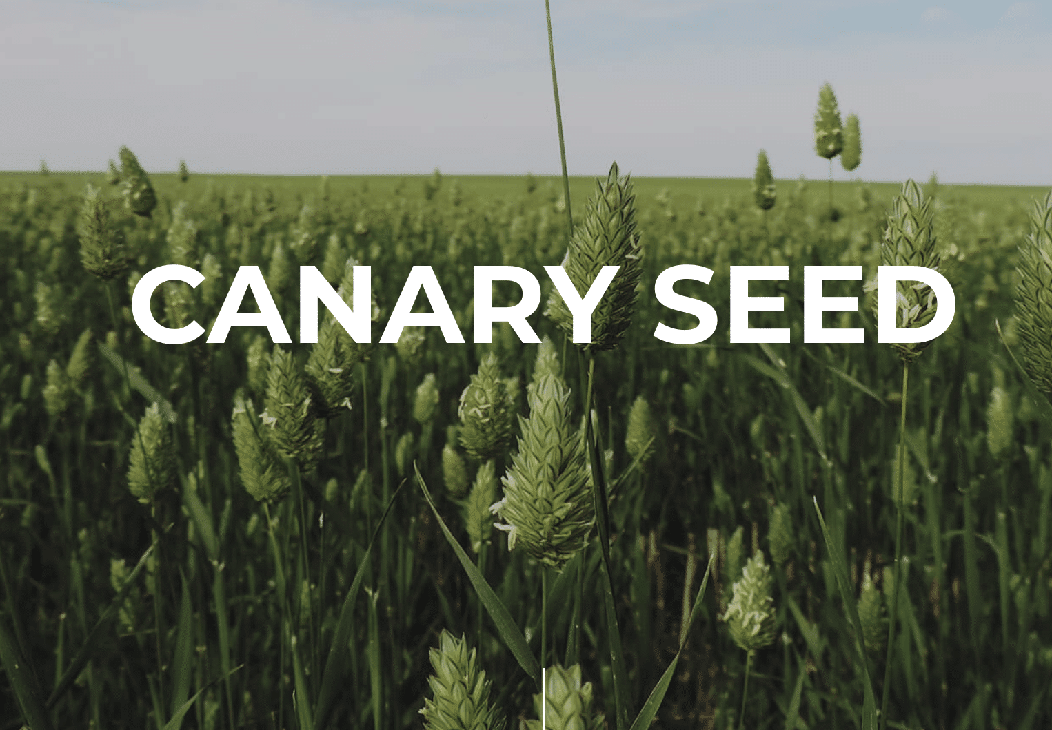 Canary Seed to an Official Grain in Canada