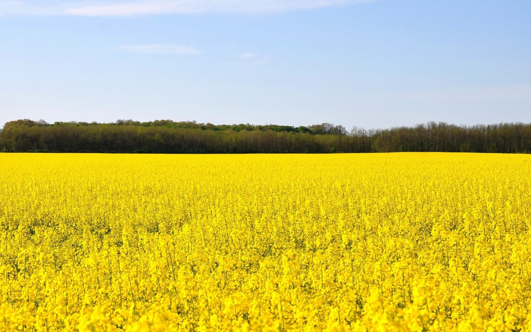 Feds Invest $1.8 million to Boost Canola Exports